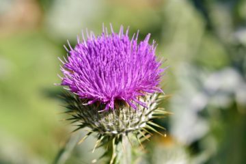 Distel im Garten