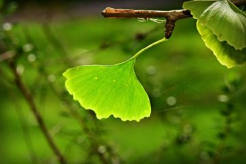 Ginkgo Blätter