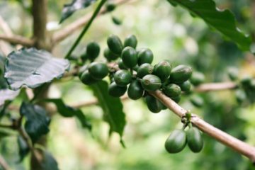 Grüner Kaffee