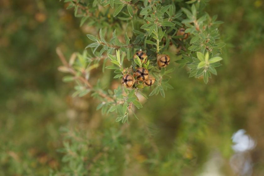 Südseemyrte von der Manuka Honig stammt